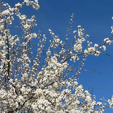 Domaine Du Faure Chadurie