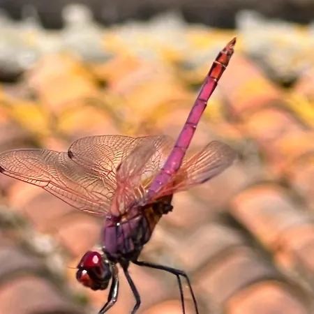 فندق مبيت وإفطار Domaine Du Faure Chadurie