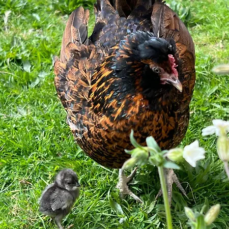 Domaine Du Faure Frühstückspension 3*